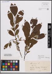 Foto von Salix cinerea L.